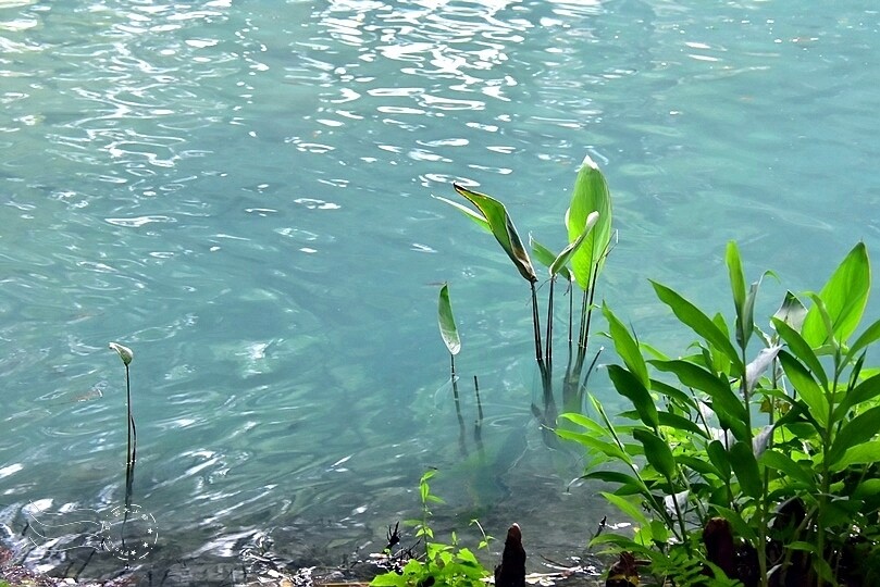 花蓮【雲山水】：牛奶色夢幻湖，冬之落羽松如北國之境