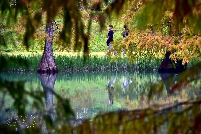 花蓮【雲山水】：牛奶色夢幻湖，冬之落羽松如北國之境