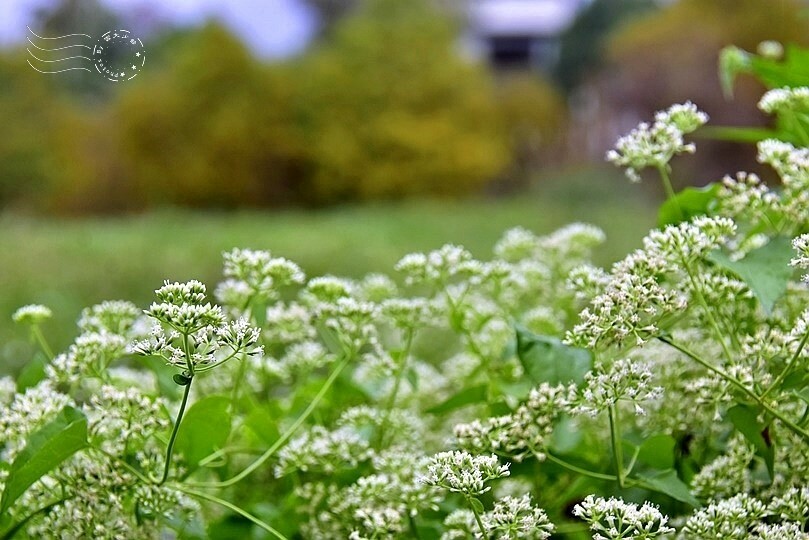 花蓮【雲山水】：牛奶色夢幻湖，冬之落羽松如北國之境