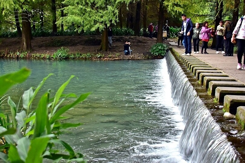 花蓮【雲山水】：牛奶色夢幻湖，冬之落羽松如北國之境