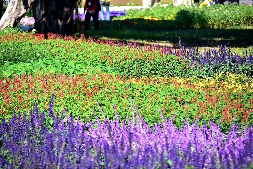 2023延平河濱公園花海