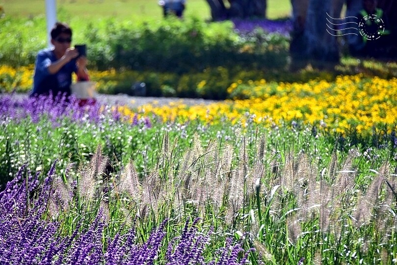 2023延平河濱公園花海