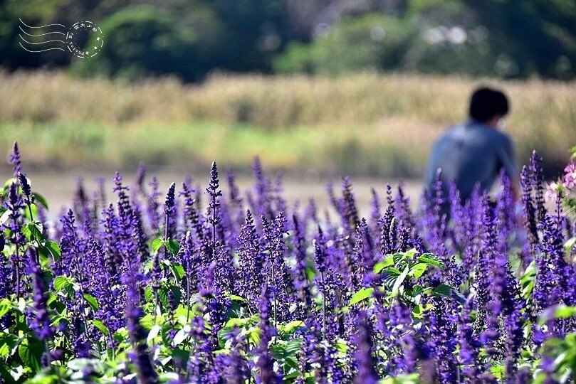 2023延平河濱公園花海