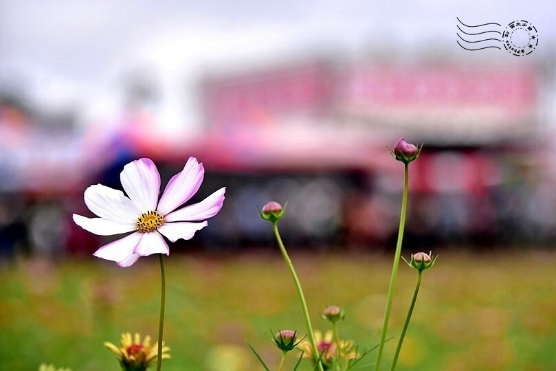 2023臺中國際花毯節 2023臺中國際花毯節