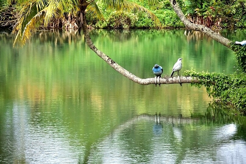 花蓮【雲山水】：牛奶色夢幻湖，冬之落羽松如北國之境