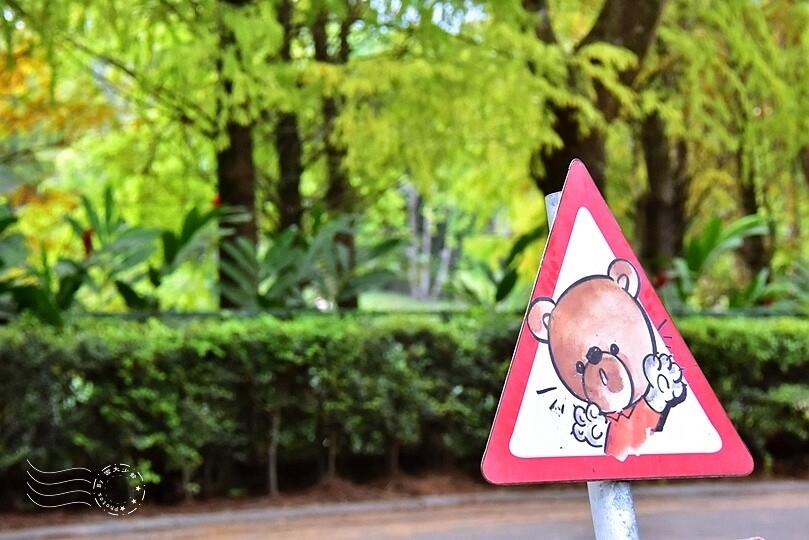 花蓮【雲山水】：牛奶色夢幻湖，冬之落羽松如北國之境