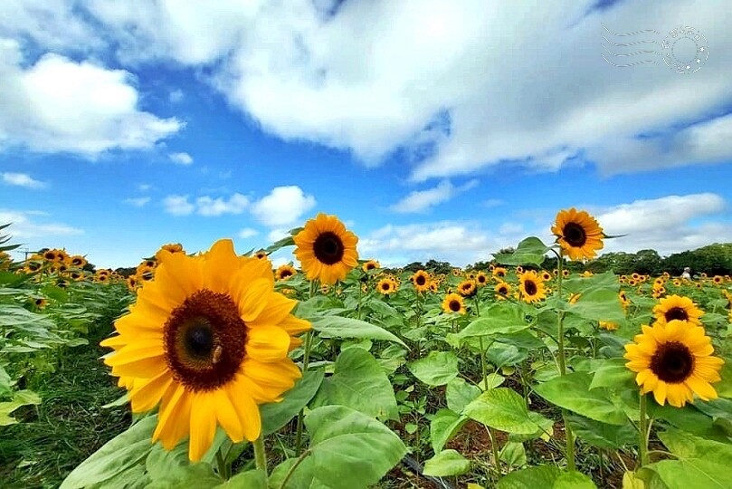 2023臺中國際花毯節 2023臺中國際花毯節