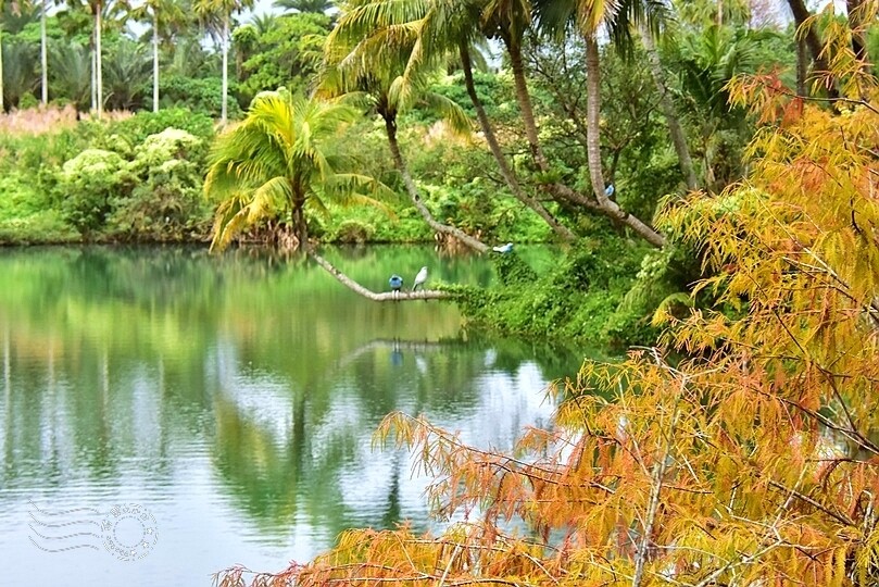 花蓮【雲山水】：牛奶色夢幻湖，冬之落羽松如北國之境