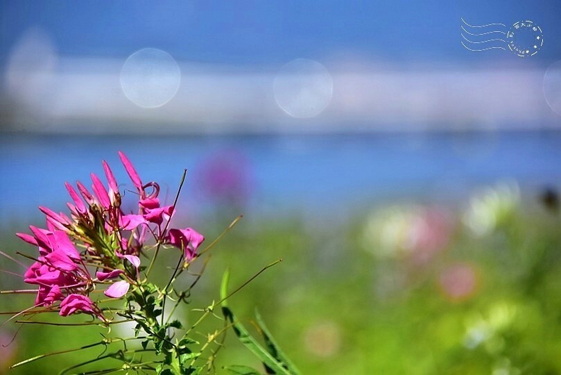 2023延平河濱公園花海