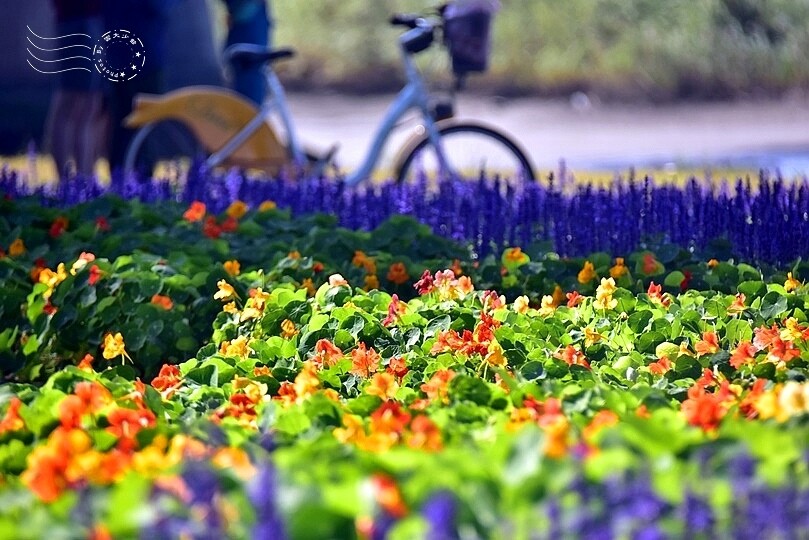 2023延平河濱公園花海