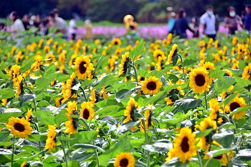 2023臺中國際花毯節 2023臺中國際花毯節