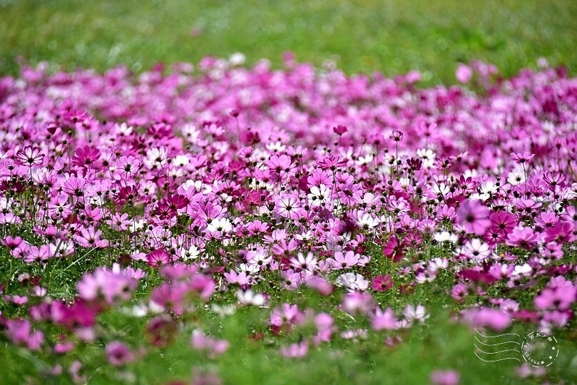 2023臺中國際花毯節 2023臺中國際花毯節