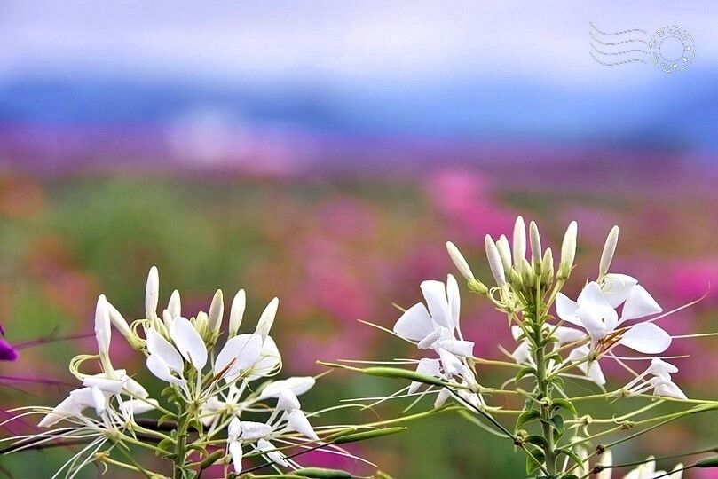 2023臺中國際花毯節 2023臺中國際花毯節