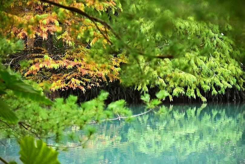 花蓮【雲山水】：牛奶色夢幻湖，冬之落羽松如北國之境