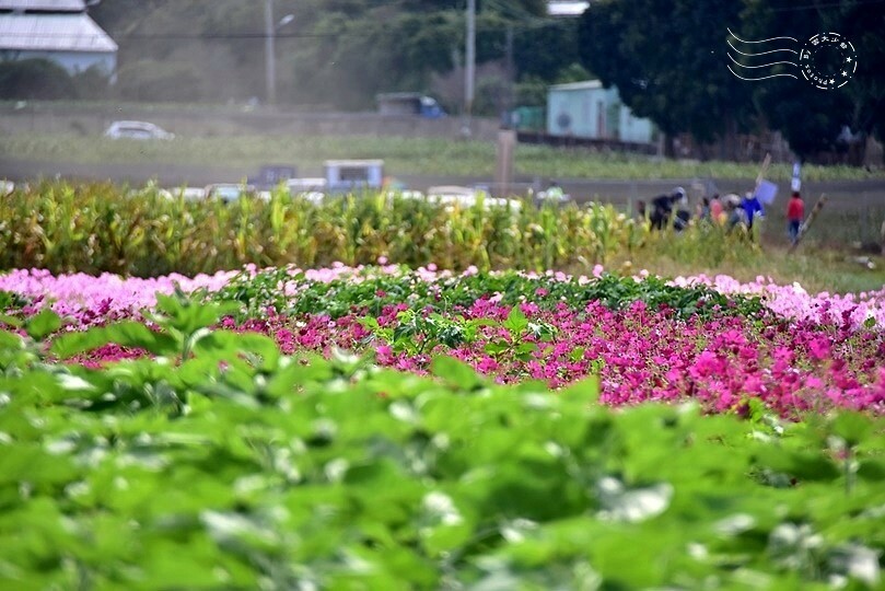 2023臺中國際花毯節美食區 2023臺中國際花毯節美食區
