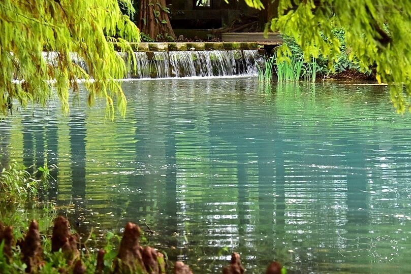 花蓮【雲山水】：牛奶色夢幻湖，冬之落羽松如北國之境