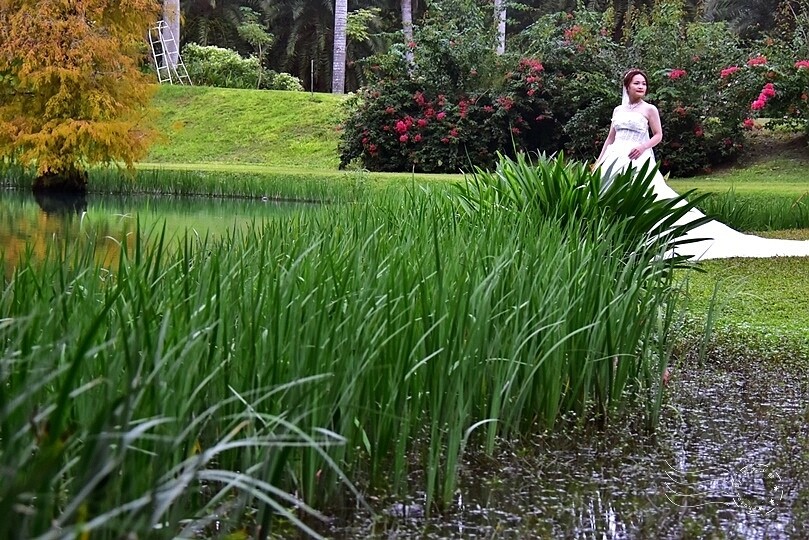花蓮【雲山水】：牛奶色夢幻湖，冬之落羽松如北國之境