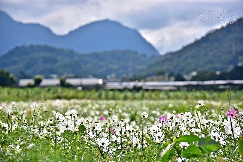 2023臺中國際花毯節 2023臺中國際花毯節