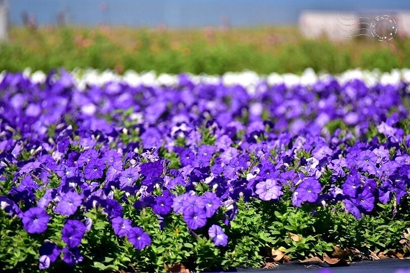 2023延平河濱公園花海