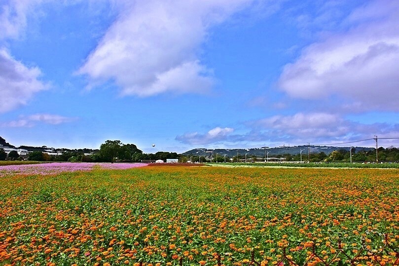 2023臺中國際花毯節美食區 2023臺中國際花毯節美食區