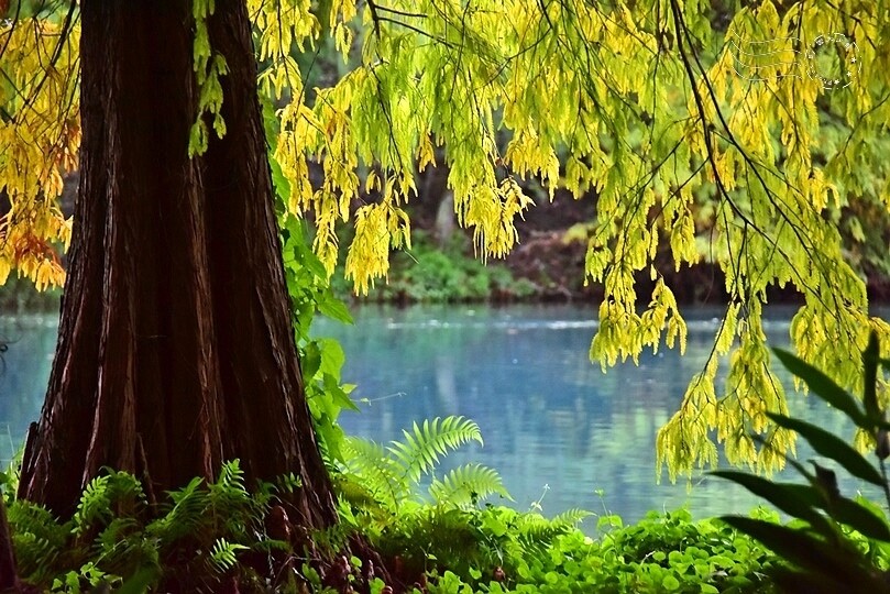 花蓮【雲山水】：牛奶色夢幻湖，冬之落羽松如北國之境