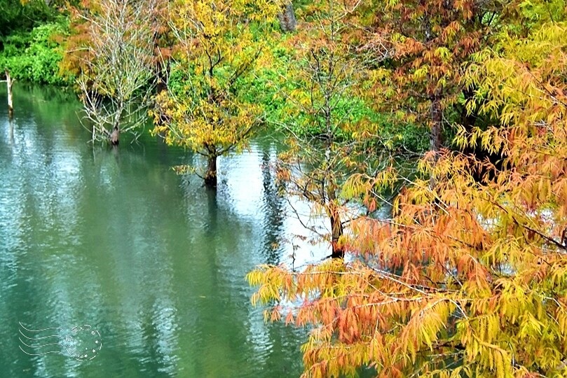 花蓮【雲山水】：牛奶色夢幻湖，冬之落羽松如北國之境