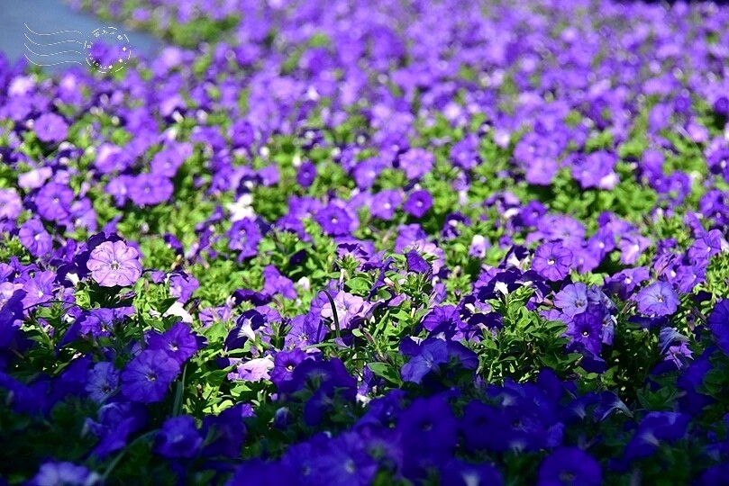 2023延平河濱公園花海