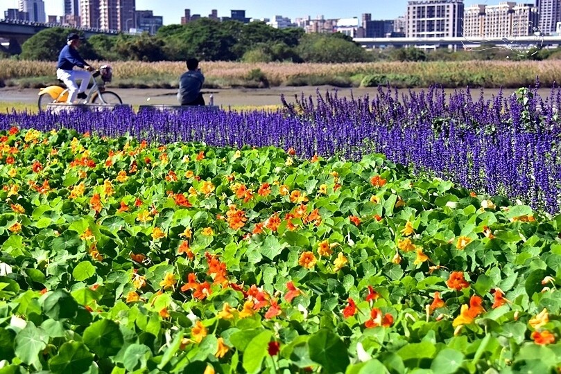 2023延平河濱公園花海