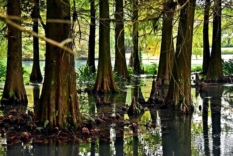 花蓮【雲山水】：牛奶色夢幻湖，冬之落羽松如北國之境