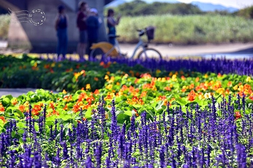 2023延平河濱公園花海