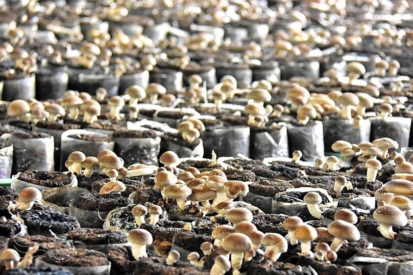 新社阿亮香菇園 新社阿亮香菇園