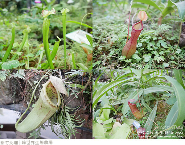 綠世界生態農場-119.jpg