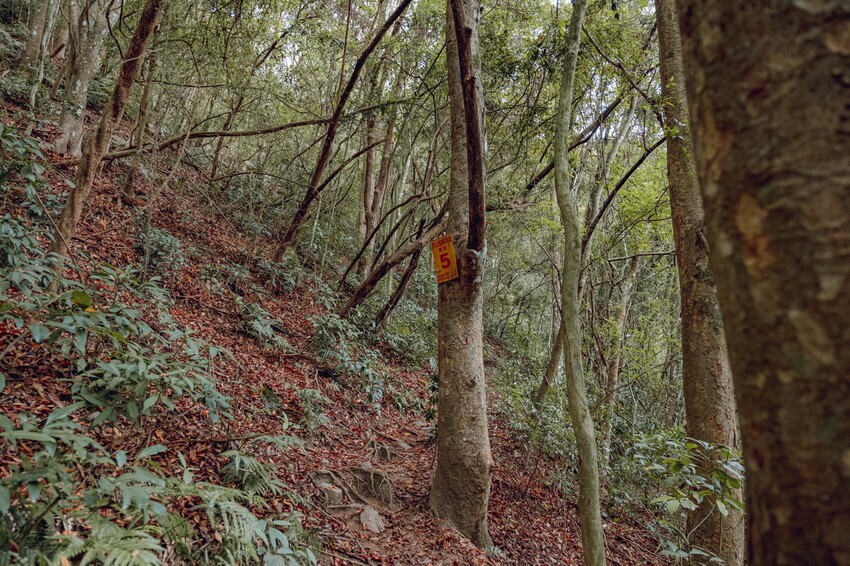 【苗栗泰安】水雲三星之首-虎山｜號稱中級山的大霸尖山，登山攻略。停車資訊 - 貪吃猴的幻想