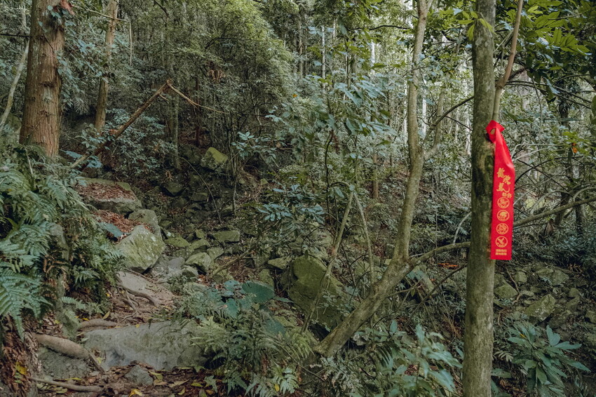 【苗栗泰安】水雲三星之首-虎山｜號稱中級山的大霸尖山，登山攻略。停車資訊 - 貪吃猴的幻想