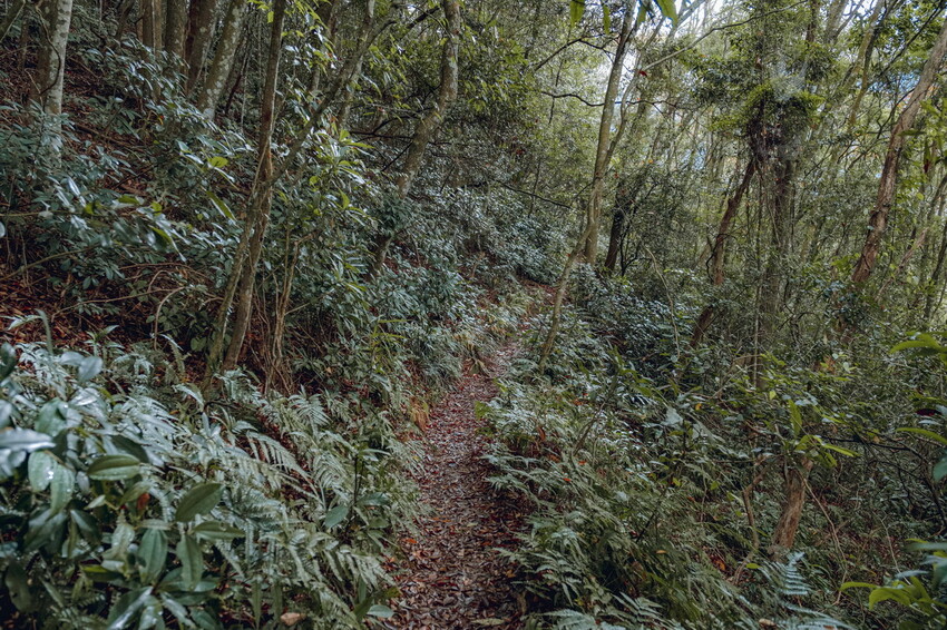 【苗栗泰安】水雲三星之首-虎山｜號稱中級山的大霸尖山，登山攻略。停車資訊 - 貪吃猴的幻想