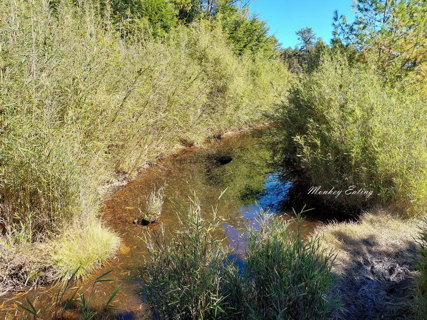 【白姑大山2天1夜】B級百岳｜中橫四辣特辣｜司晏池營地紮營。行程記錄、水源資訊 - 貪吃猴的幻想