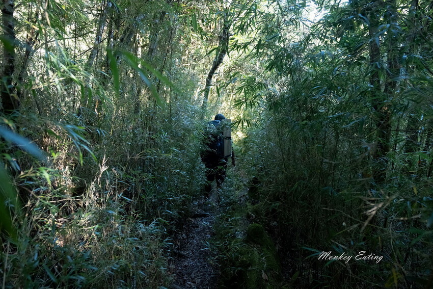 【白姑大山2天1夜】B級百岳｜中橫四辣特辣｜司晏池營地紮營。行程記錄、水源資訊 - 貪吃猴的幻想