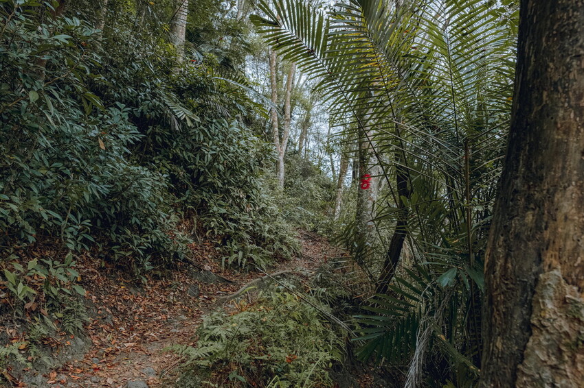 【苗栗泰安】水雲三星之首-虎山｜號稱中級山的大霸尖山，登山攻略。停車資訊 - 貪吃猴的幻想