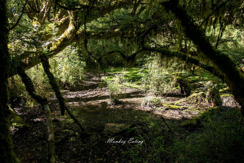 【白姑大山2天1夜】B級百岳｜中橫四辣特辣｜司晏池營地紮營。行程記錄、水源資訊 - 貪吃猴的幻想