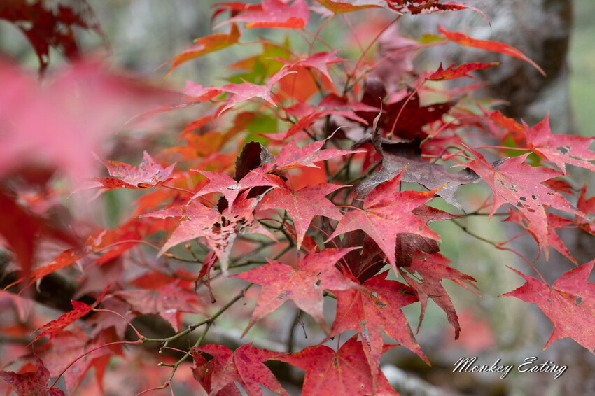 【苗栗泰安】水雲三星之首-虎山｜號稱中級山的大霸尖山，登山攻略。停車資訊 - 貪吃猴的幻想