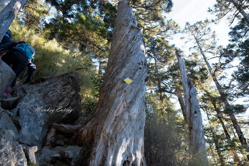 【白姑大山2天1夜】B級百岳｜中橫四辣特辣｜司晏池營地紮營。行程記錄、水源資訊 - 貪吃猴的幻想