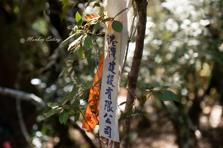 【白姑大山2天1夜】B級百岳｜中橫四辣特辣｜司晏池營地紮營。行程記錄、水源資訊 - 貪吃猴的幻想
