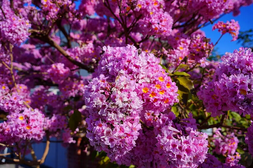 洋紅風鈴木|中台灣私房風景美點,粉紅花垂落紅磚墻,優雅登場