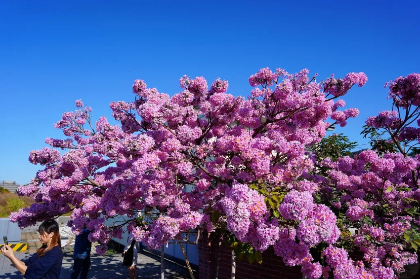 洋紅風鈴木|中台灣私房風景美點,粉紅花垂落紅磚墻,優雅登場
