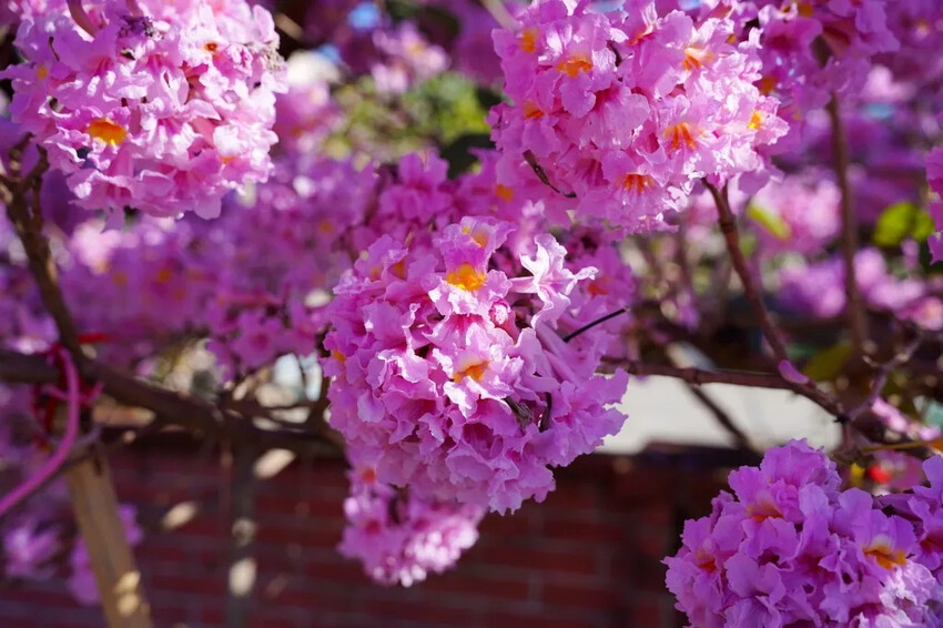 洋紅風鈴木|中台灣私房風景美點,粉紅花垂落紅磚墻,優雅登場