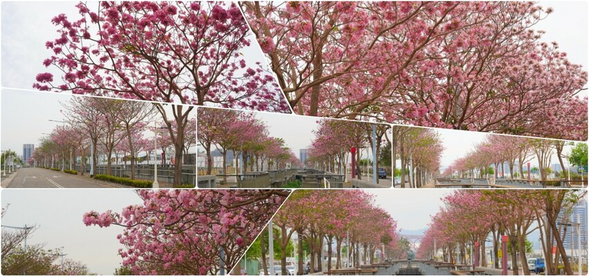 洋紅風鈴木|中台灣私房風景美點,粉紅花垂落紅磚墻,優雅登場