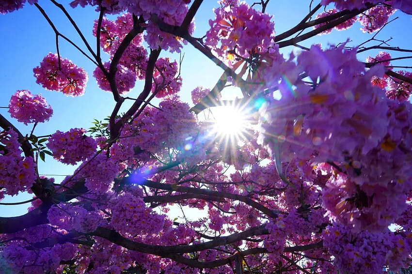 洋紅風鈴木|中台灣私房風景美點,粉紅花垂落紅磚墻,優雅登場