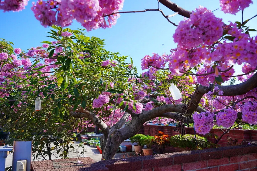 洋紅風鈴木|中台灣私房風景美點,粉紅花垂落紅磚墻,優雅登場