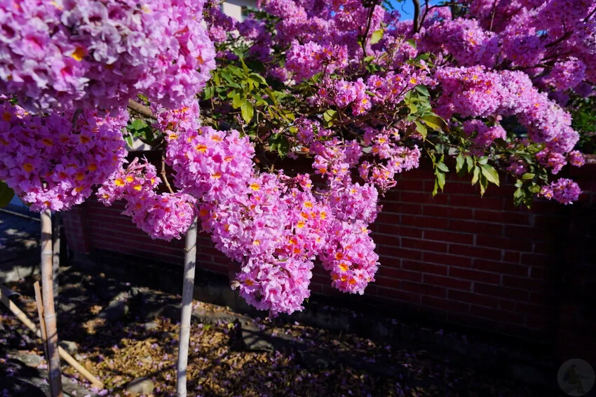 洋紅風鈴木|中台灣私房風景美點,粉紅花垂落紅磚墻,優雅登場