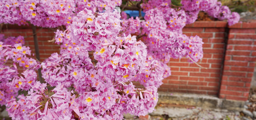 洋紅風鈴木|中台灣私房風景美點,粉紅花垂落紅磚墻,優雅登場